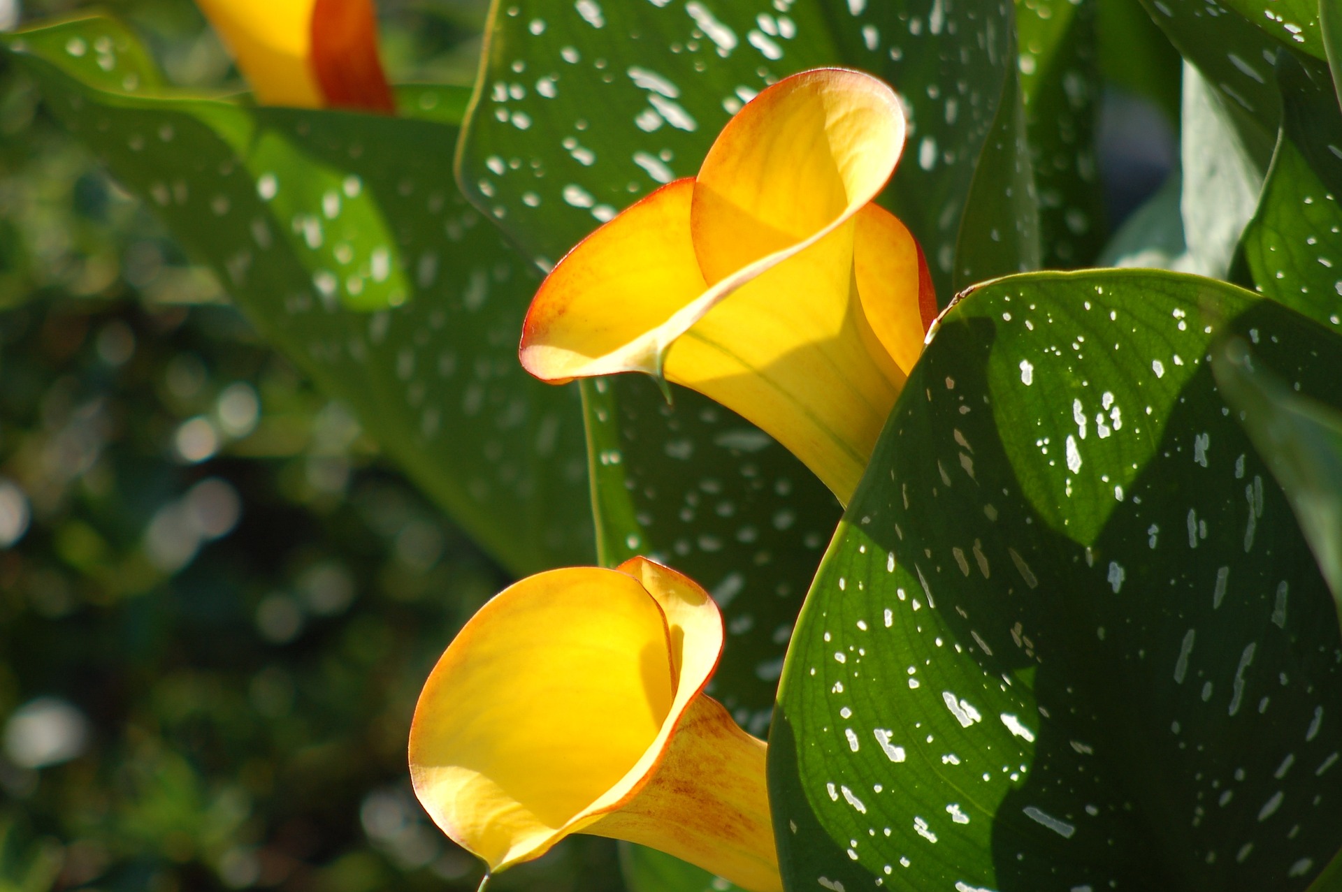 Yellow calla deals lily